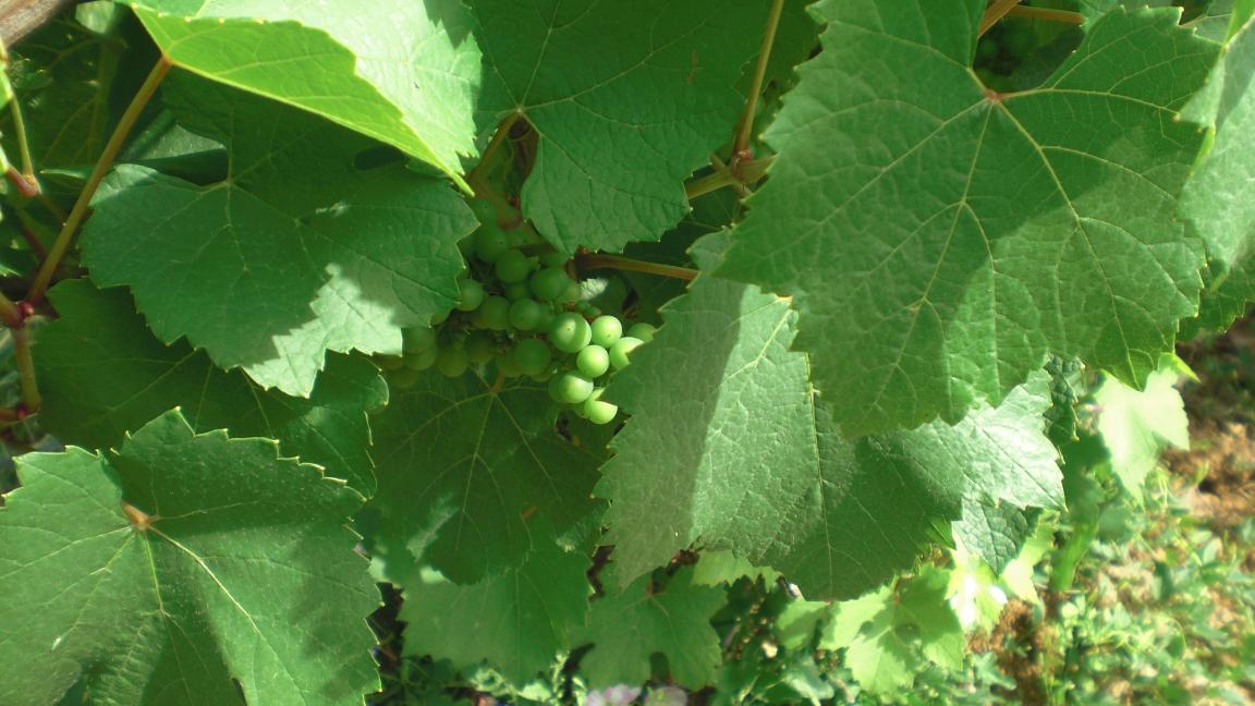 Uvas verde in junio, presso Pupillin, Arbois, Jura, Francia